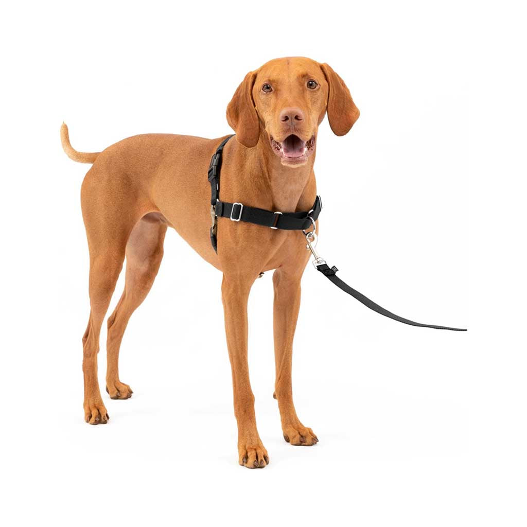 Dog wearing Easy Walk Harness