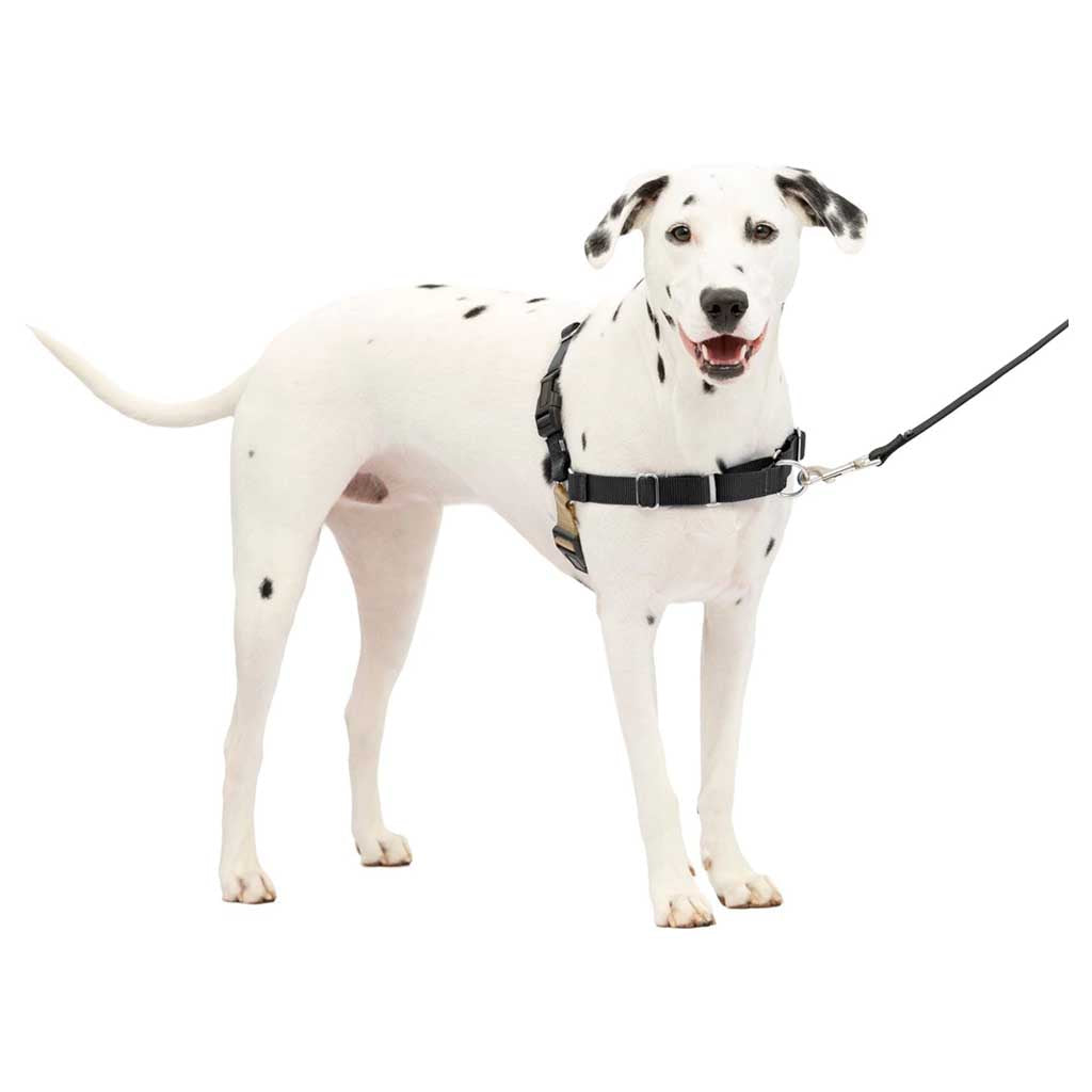 Dog wearing Easy Walk Harness