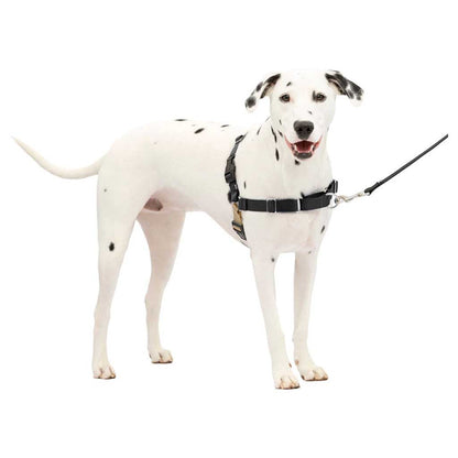 Dog wearing Easy Walk Harness