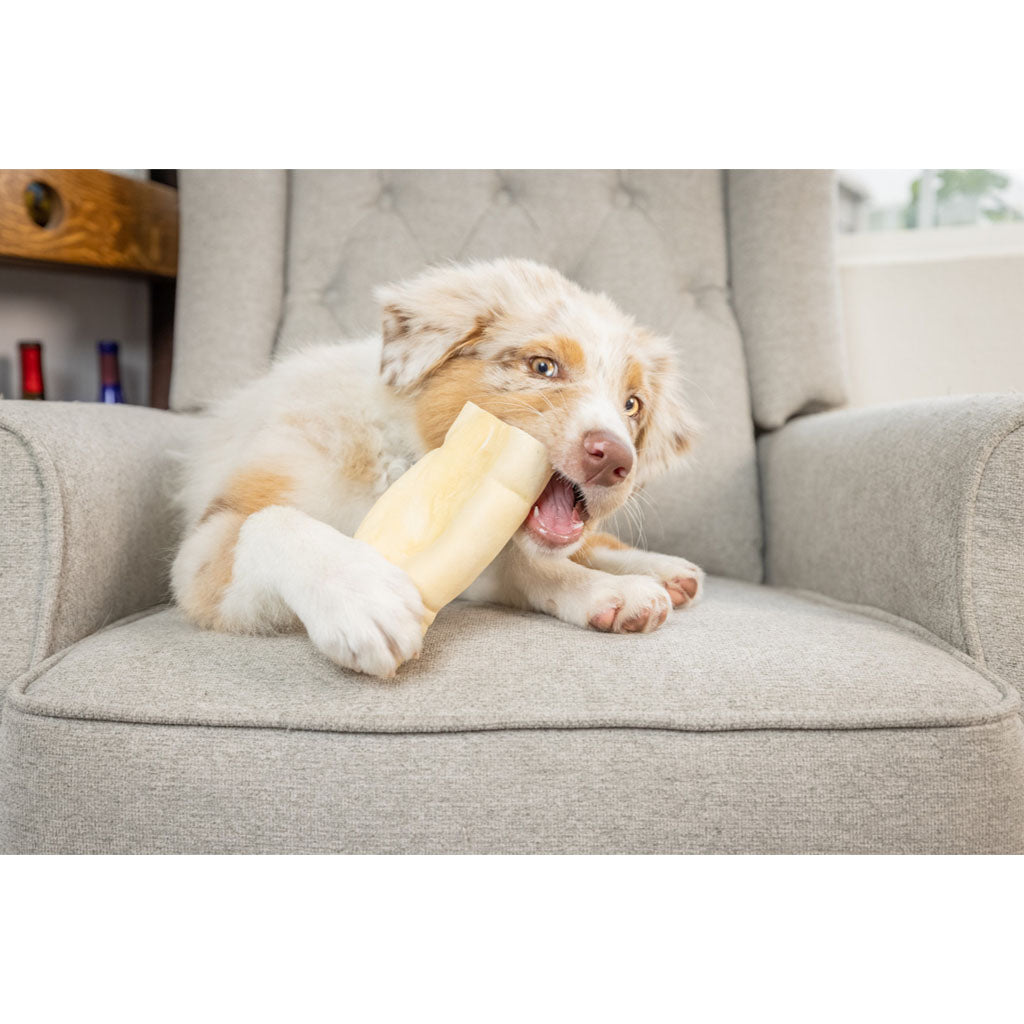 Dog chewing on 3-4" Mini Beef Cheek Roll