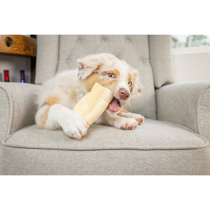 Dog chewing on 3-4" Mini Beef Cheek Roll
