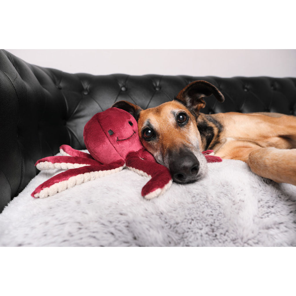 Dog laying with Olympia Octopus Plush Toy