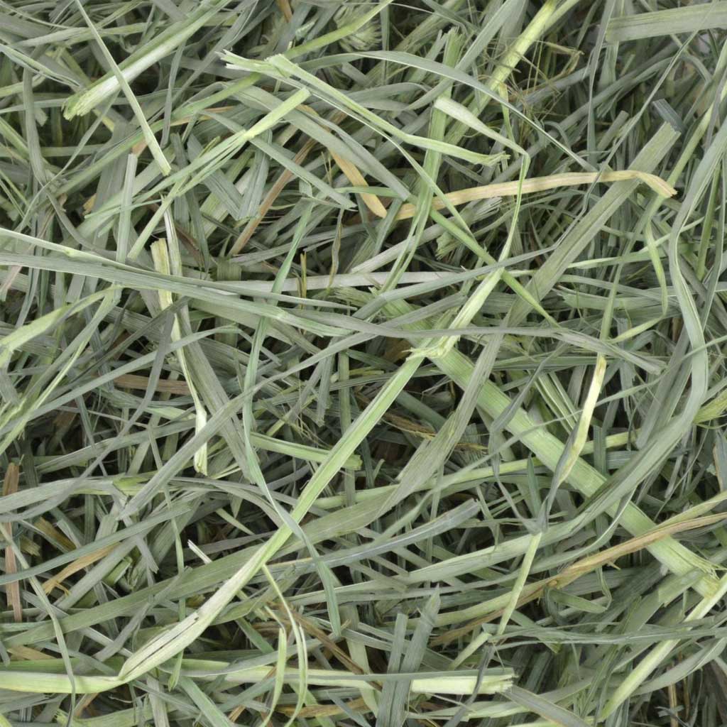 Orchard Grass Hay close up