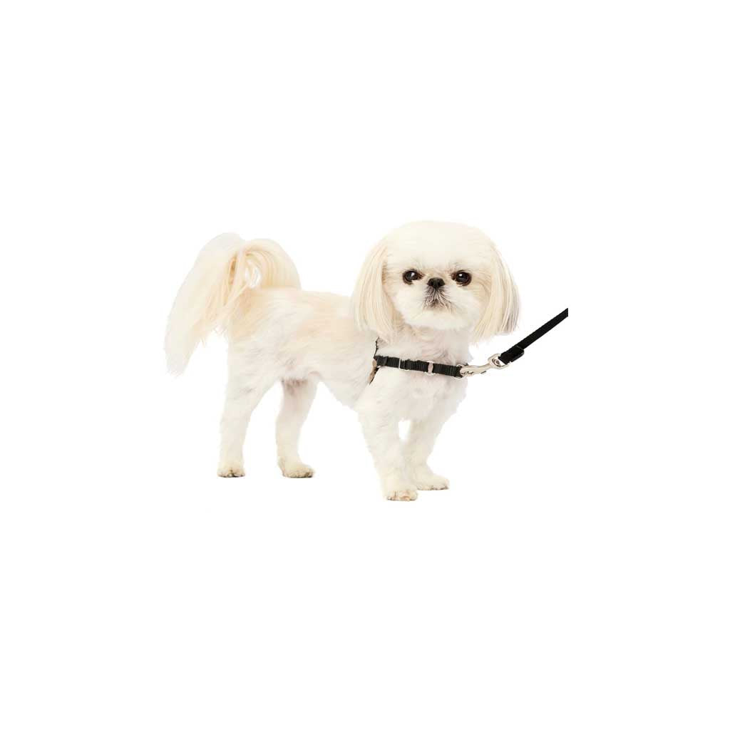 Dog wearing Easy Walk Harness