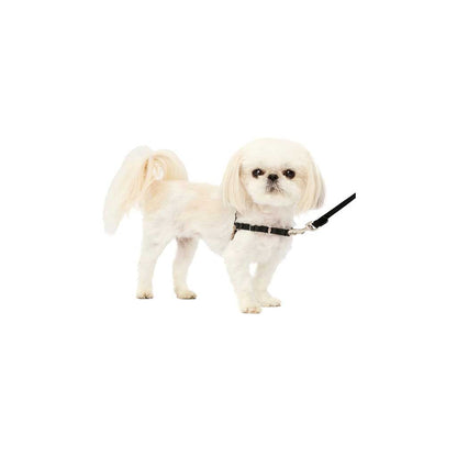 Dog wearing Easy Walk Harness
