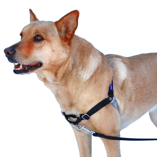 Dog wearing Easy Walk Harness 