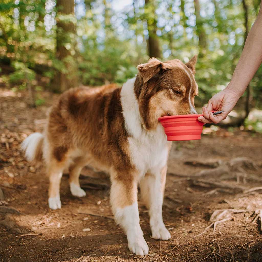 Brown and white dog drinking from a red Messy Mutts collapsible bowl held by a person on a wooded trail.