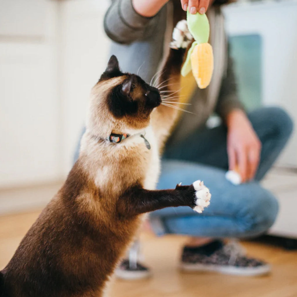 Cat playing with Feline Frenzy Purrfect Picnic Catnip Toy