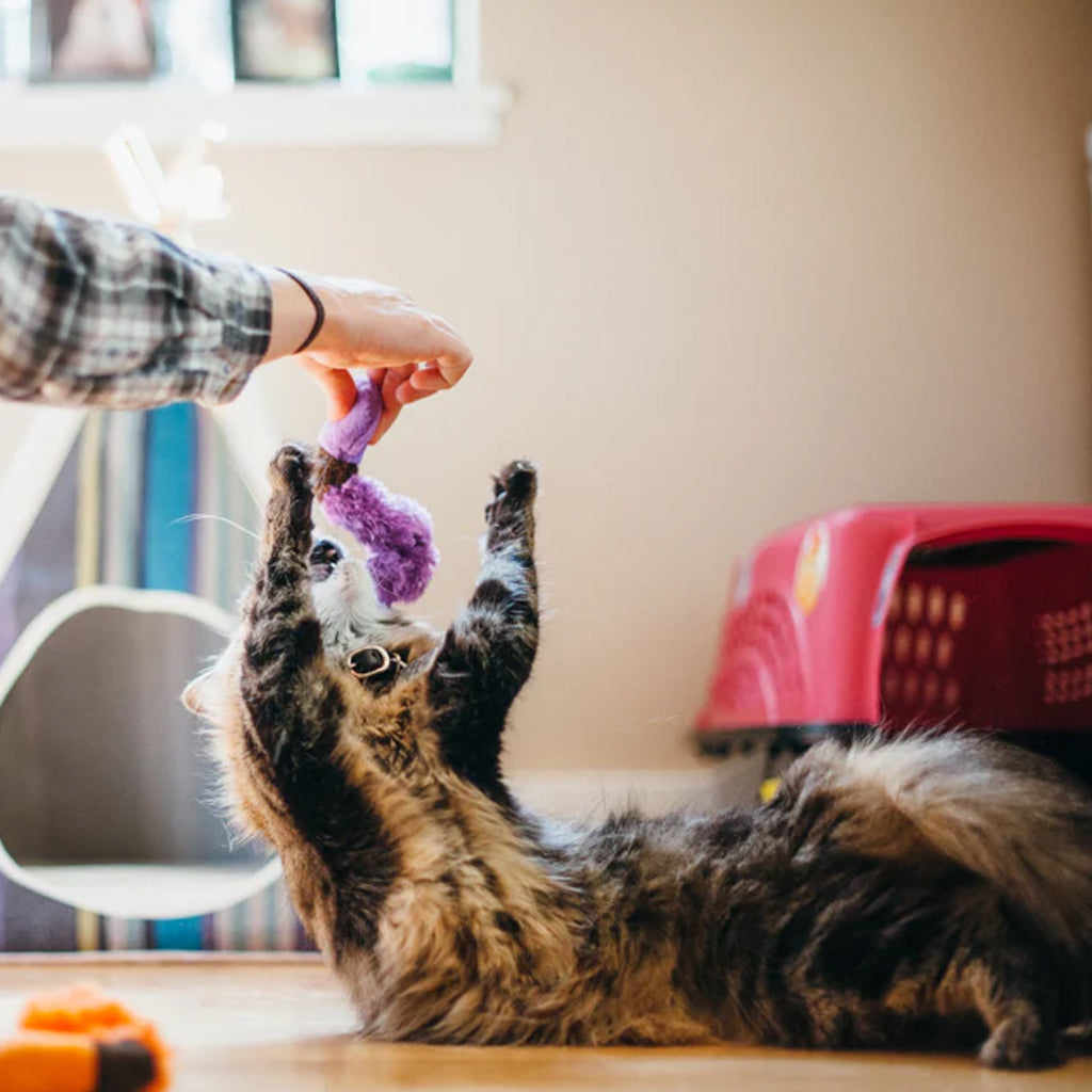 Cat playing with Feline Frenzy Wiggly Wormies Catnip Toy
