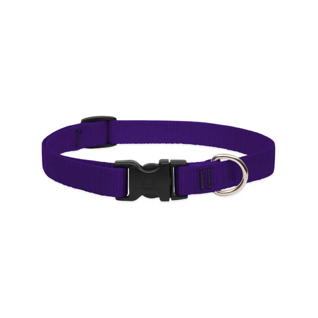 Purple Lupine Pet dog collar with nylon webbing, a black side-release buckle, and welded metal D-ring.