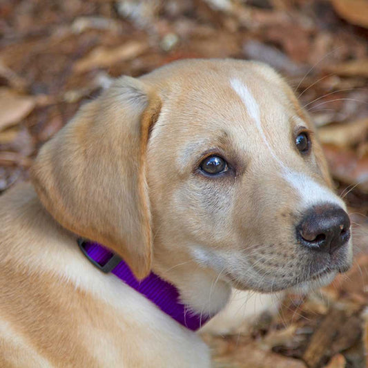 Tan puppy wearing a purple Lupine Pet collar outdoors among fallen leaves.