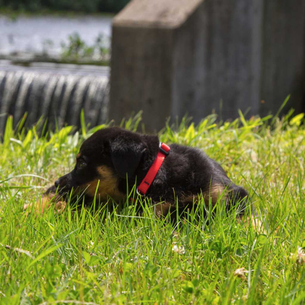 Black-and-tan puppy lying in grass while wearing a red Lupine Pet collar.