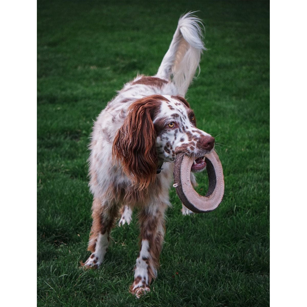 Brown-and-white spotted dog carrying a Tall Tails leather and wool ring toy in its mouth on a green lawn