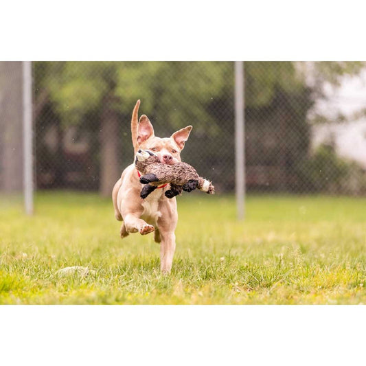 Tan dog running across grass carrying a Fluff & Tuff Rocket Raccoon plush toy in its mouth.