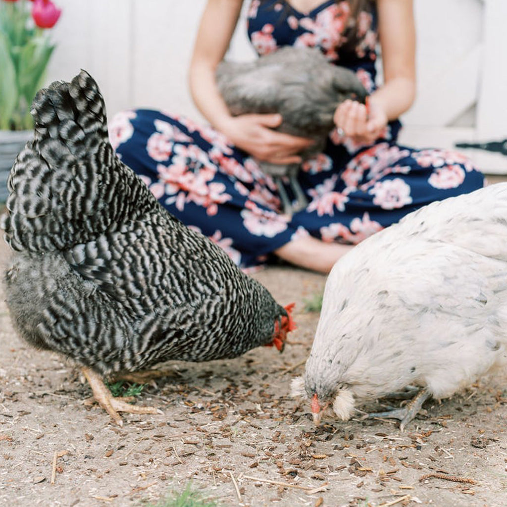 Chickens eating Grubs.