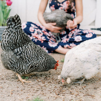 Chickens eating Grubs.
