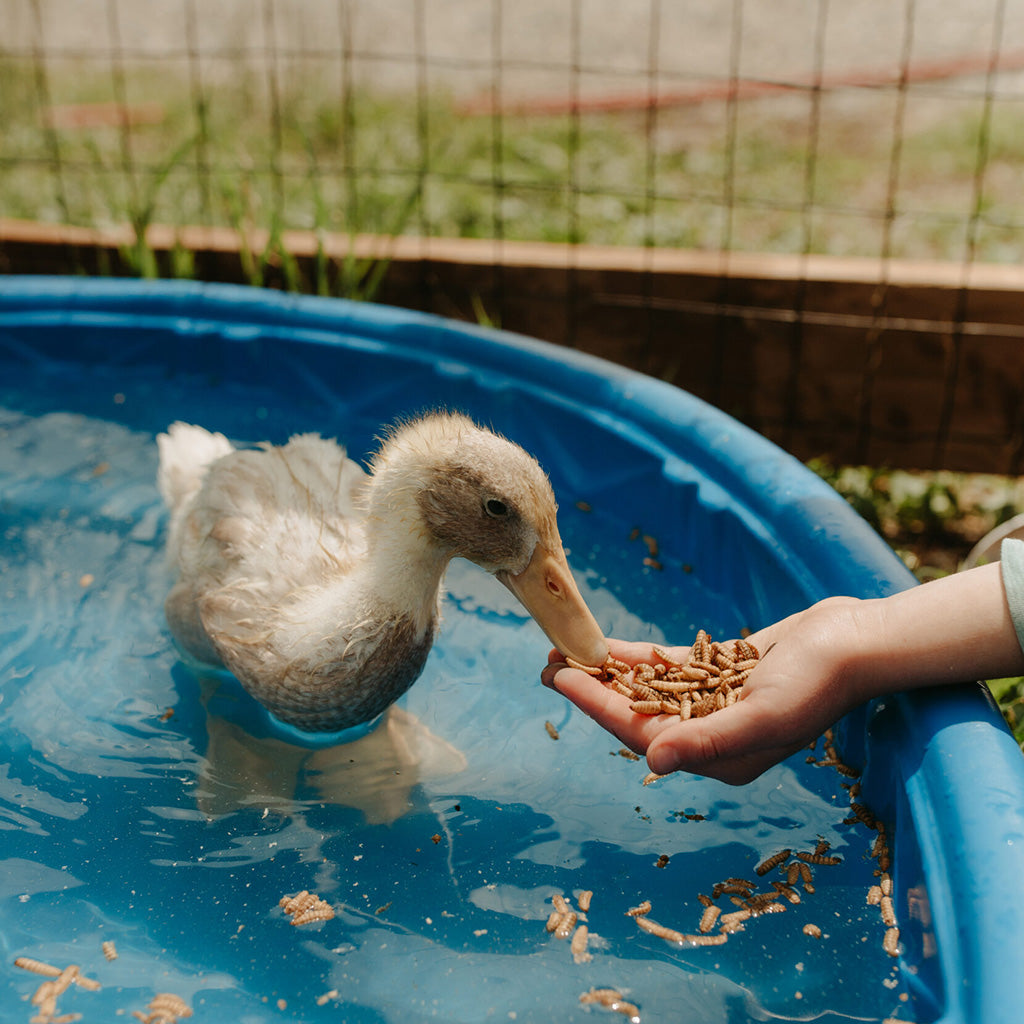 Duck eating Grubs 