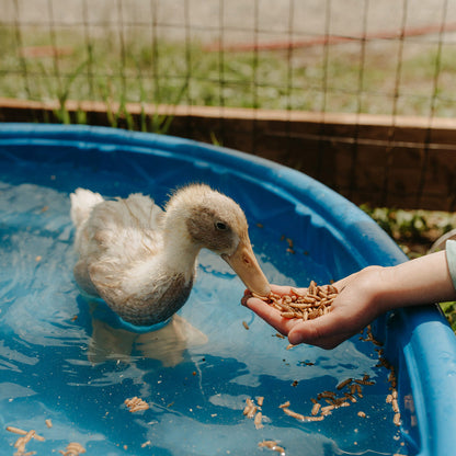 Duck eating Grubs 