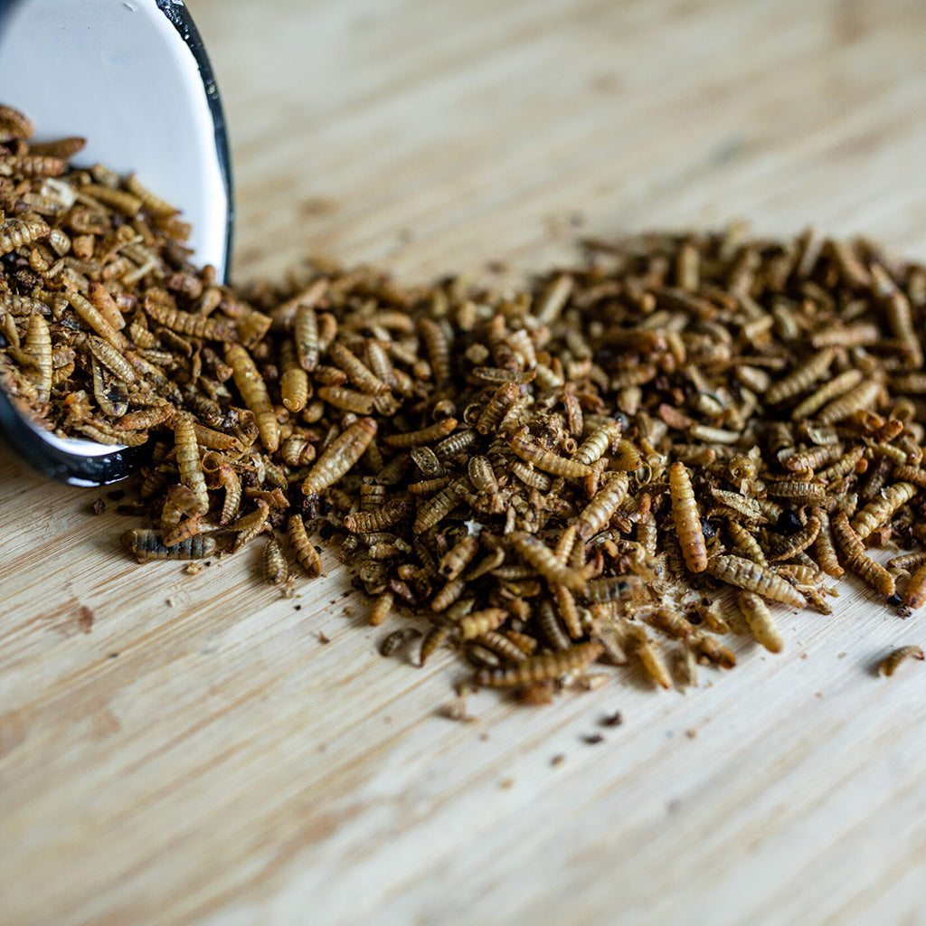 Grubs 3.5lb close up 