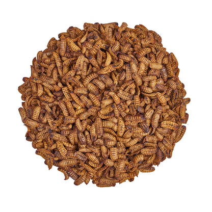 Grubs close up 
