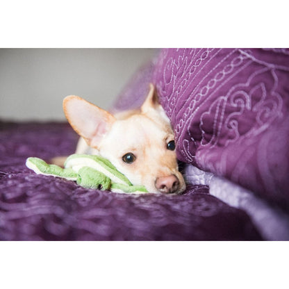 Small tan dog resting on purple bedding beside a green Fluff & Tuff Shelly Turtle plush toy.