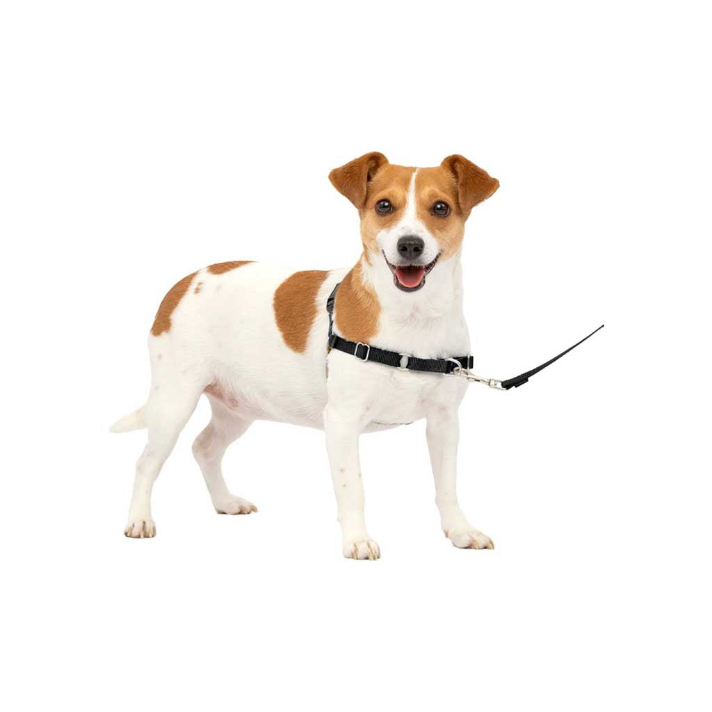Dog wearing Easy Walk Harness