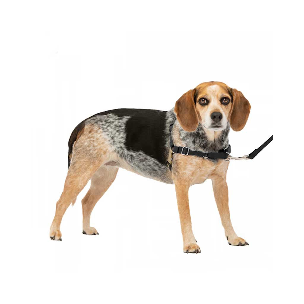 Dog wearing Easy Walk Harness
