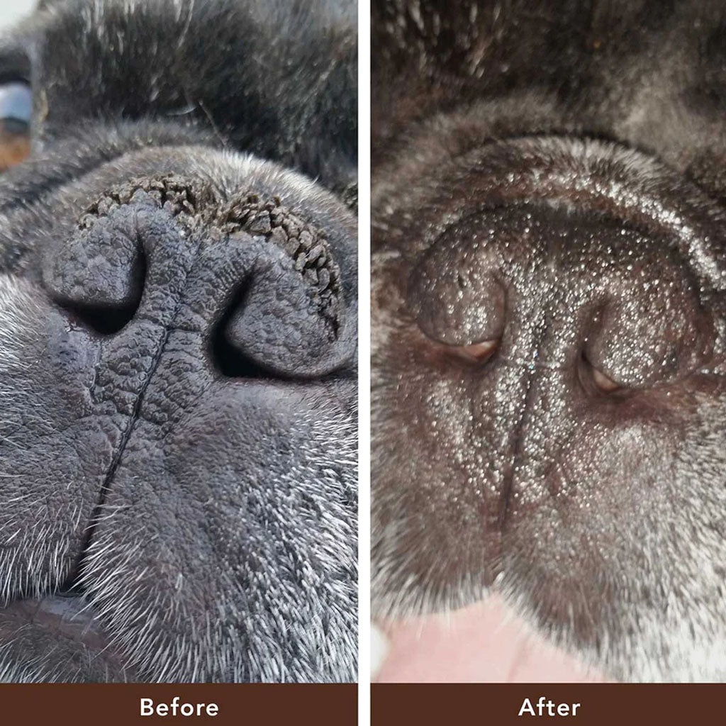 Side-by-side dog nose close-ups labeled before and after, showing a rough, crusty nose and a smoother nose.