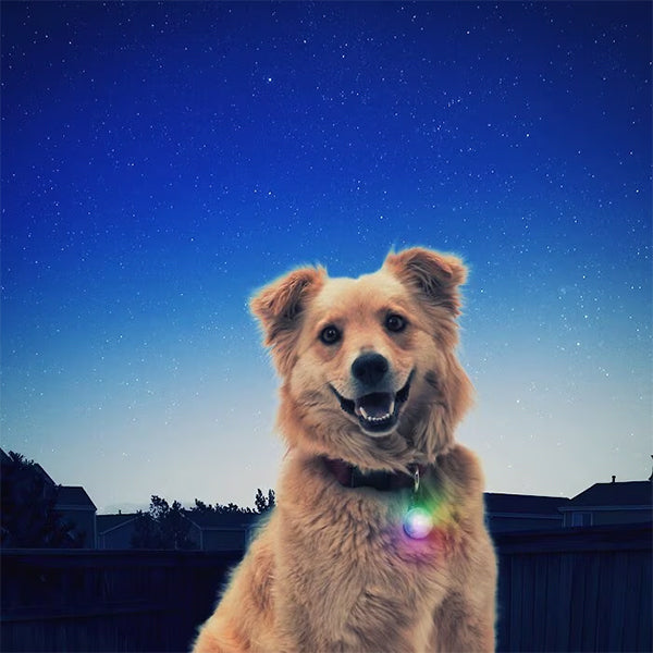 Tan dog outdoors at dusk wearing a Nite Ize SpotLit collar light glowing in green, blue, and pink.