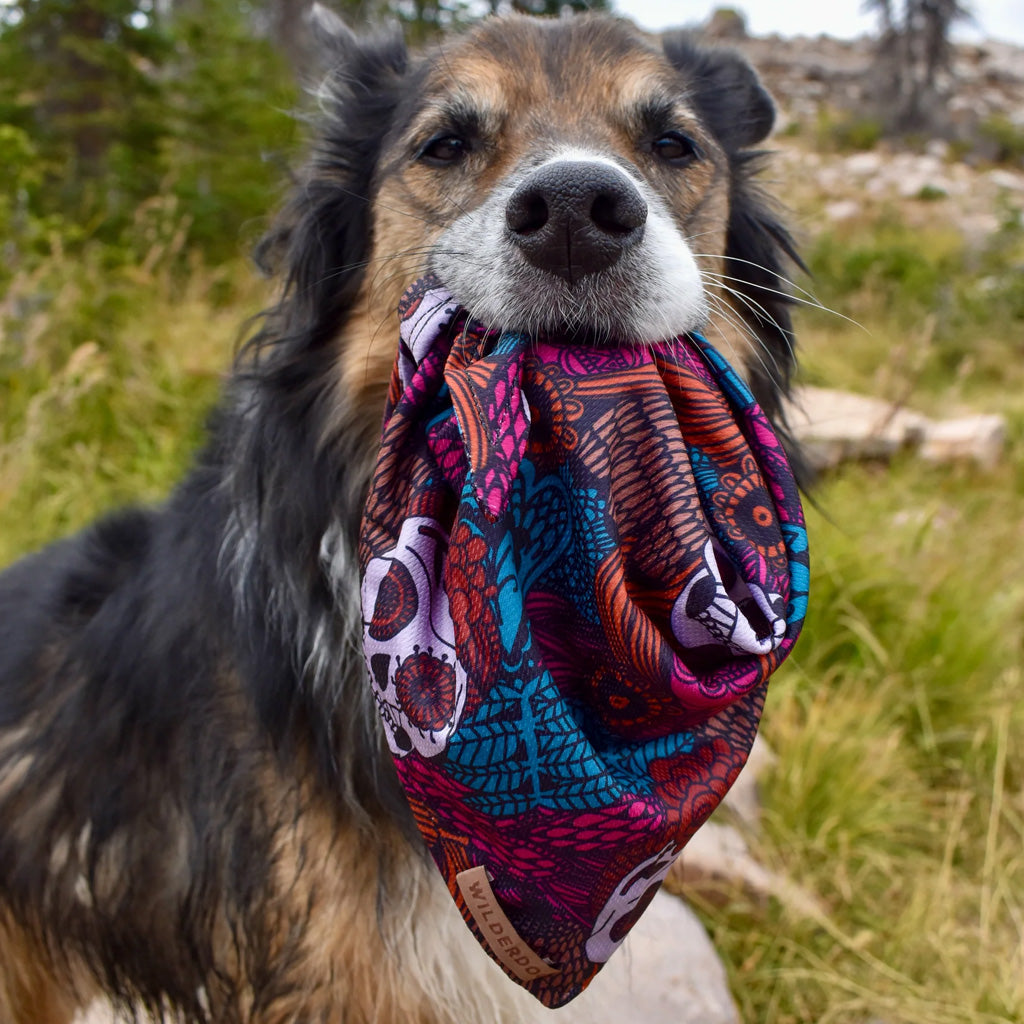 Dog wearing calavera bandana