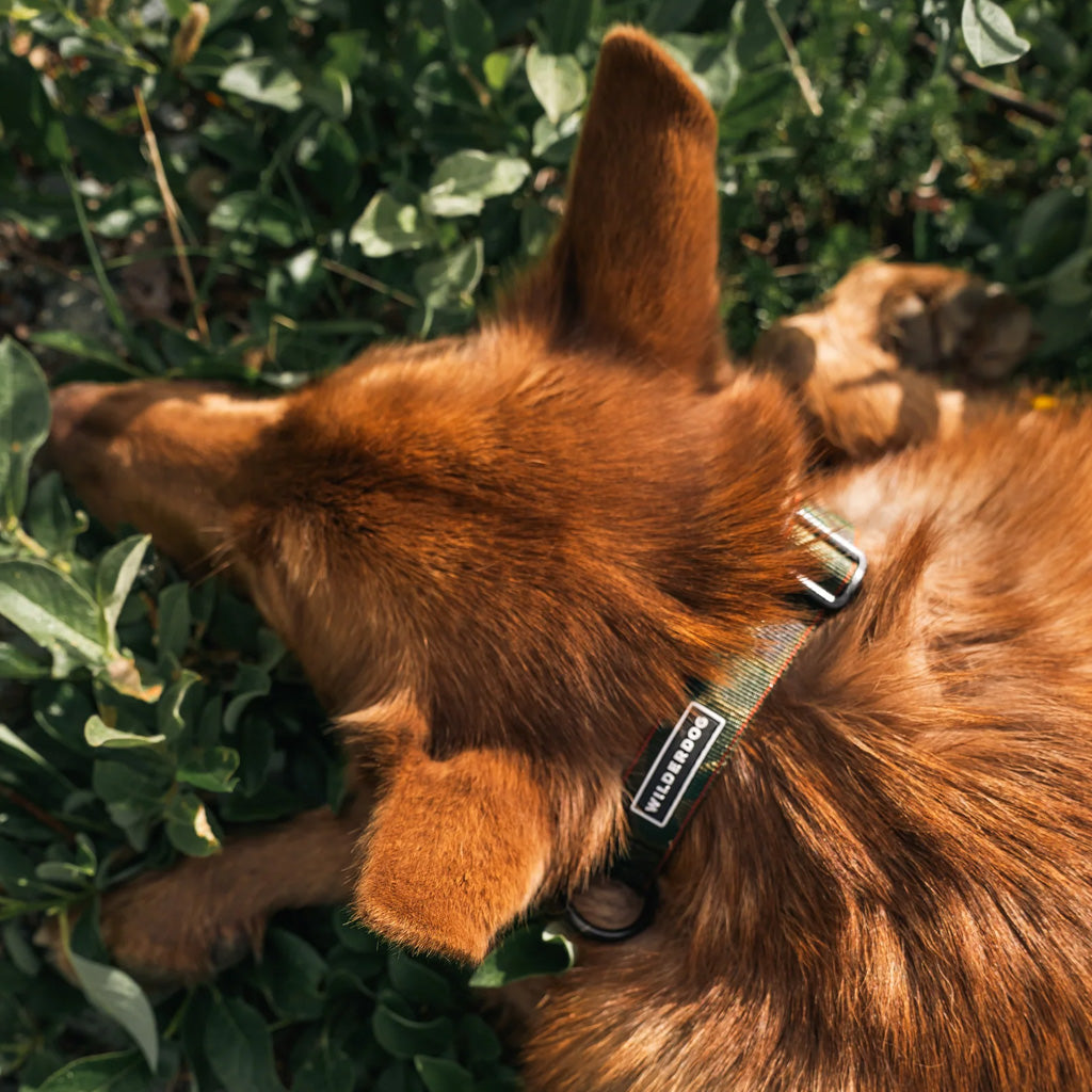 Camo Ultralight Collar