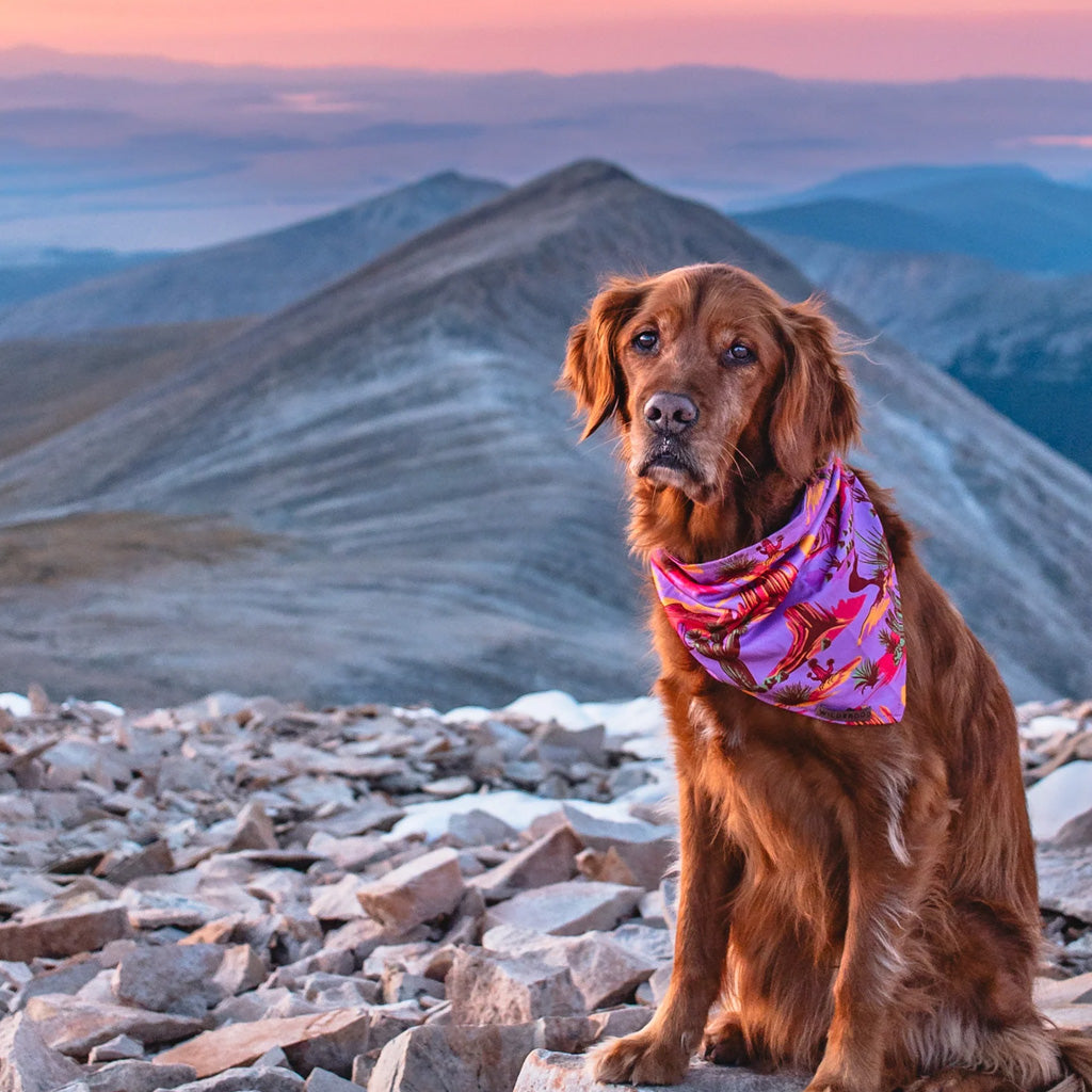 Laramie Bandana