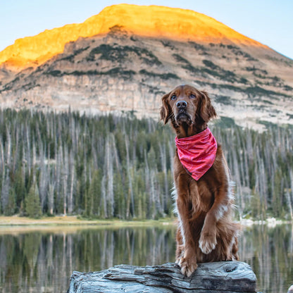 Papaya Bandana