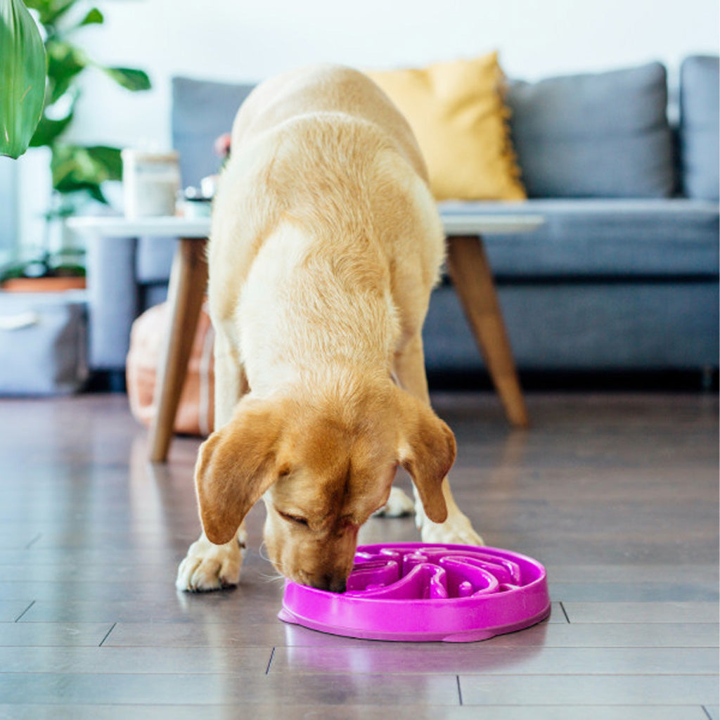 Yellow dog eating from a purple Outward Hound Fun Feeder Slo Bowl with flower-shaped dividers on a living room floor.