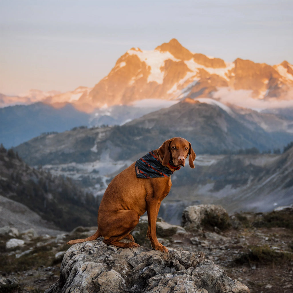 Dog wearing Olive Bandana