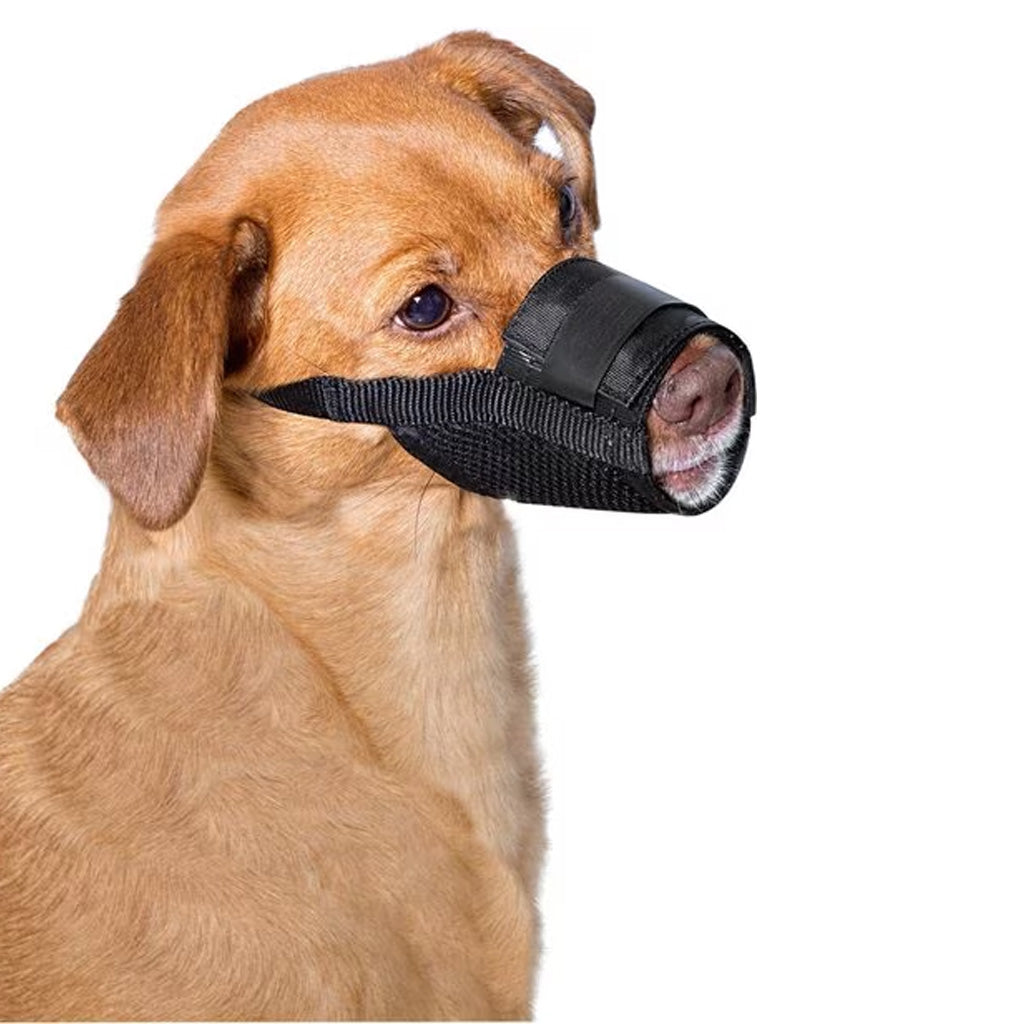 Dog wearing Nylon Muzzle