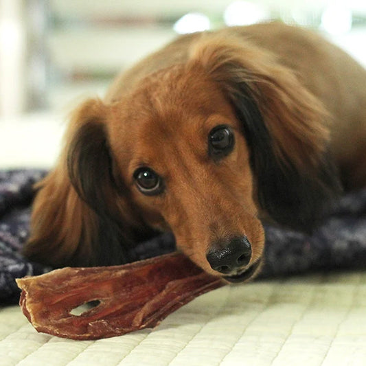 Dog eating 6" Gullet strip