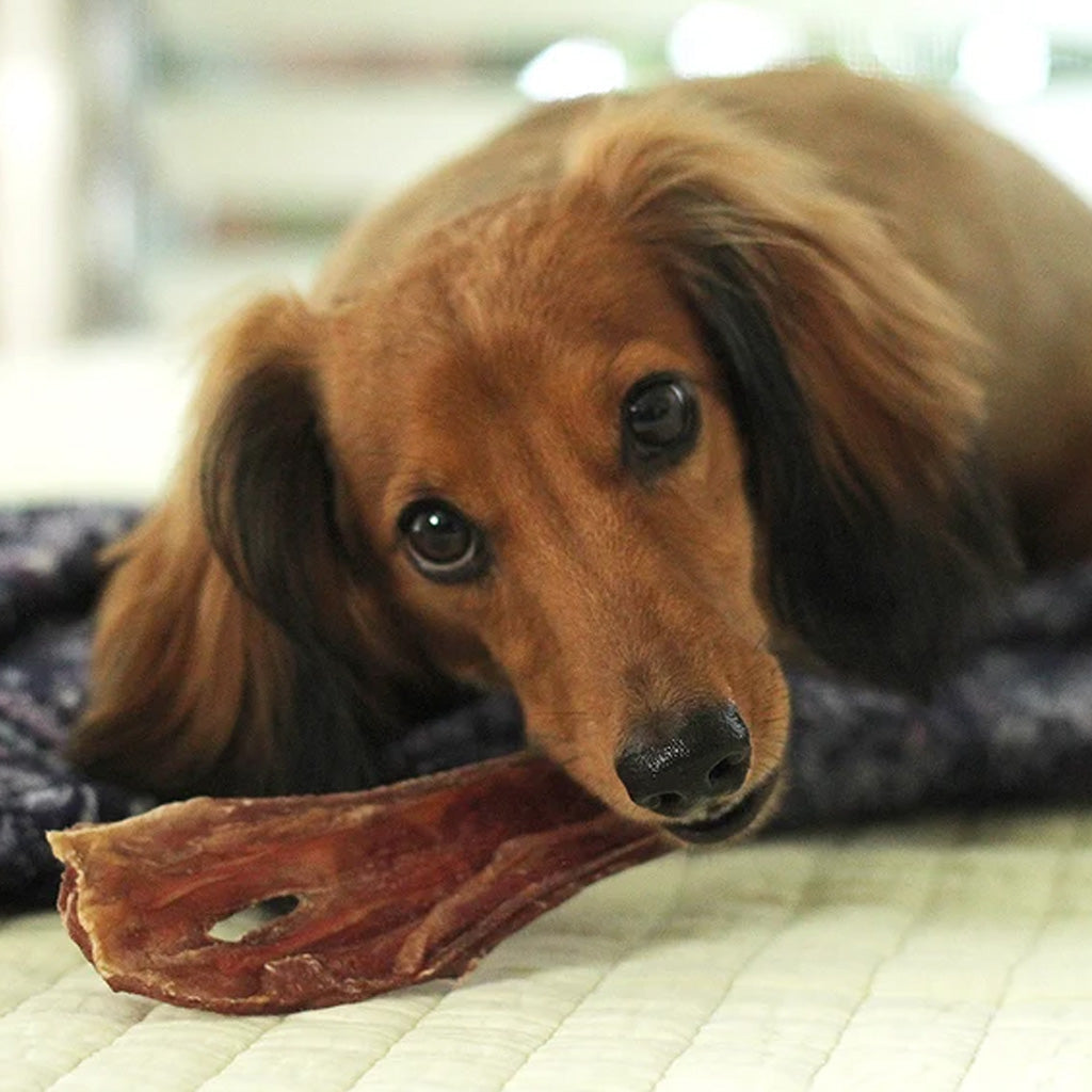 Dog eating 6" Gullet strip