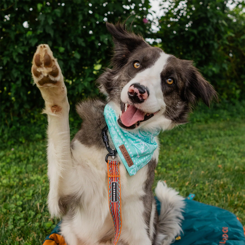 Dog wearing Agave Bandana