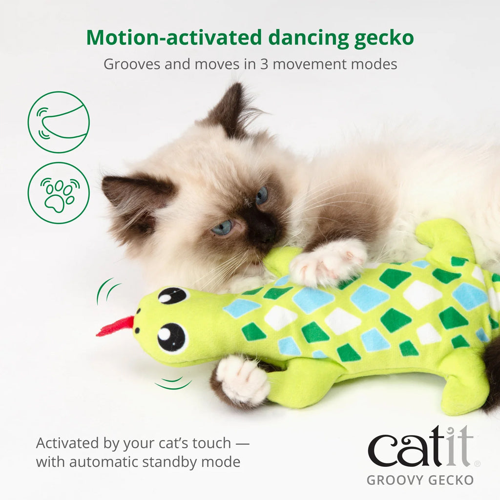 Cat playing with Groovy Gecko. 