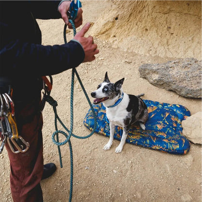 Basecamp Foldable Dog Bed with a dog on it. 