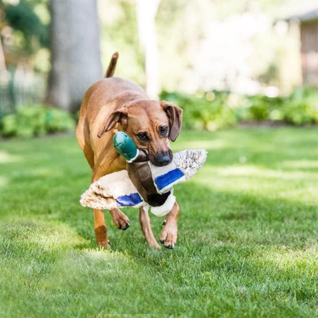 Brown dog running on grass carrying a Fluff & Tuff Wally Mallard plush toy with its wings spread.