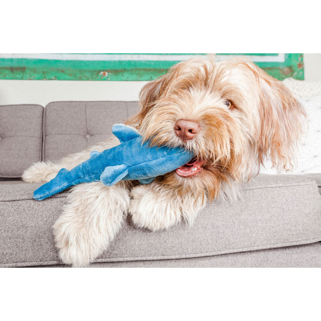 Shaggy tan and white dog on a gray sofa holding a blue Fluff & Tuff Tank Shark plush toy in its mouth.