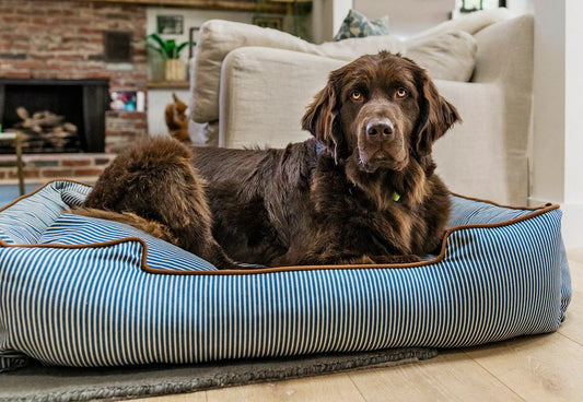 Dog laying on Manhattan Lounge Bed - The Tribeca
