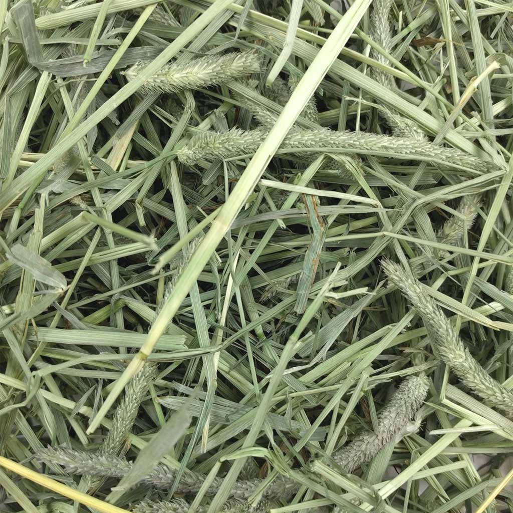Western Timothy Hay