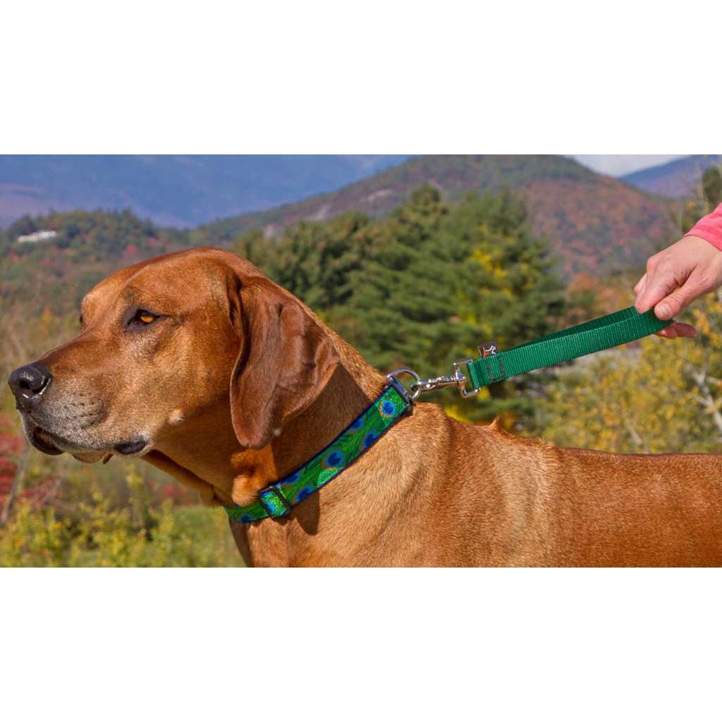 Person holding a green Lupine Pet training tab attached to a brown dog’s collar outdoors.
