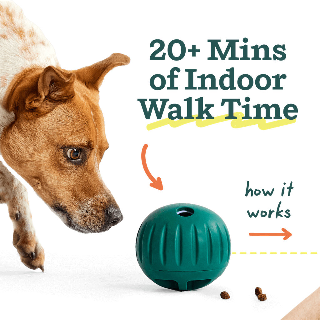 Brown dog watching a green Woof Walkabout release kibble, with text advertising over 20 minutes of indoor walk time.