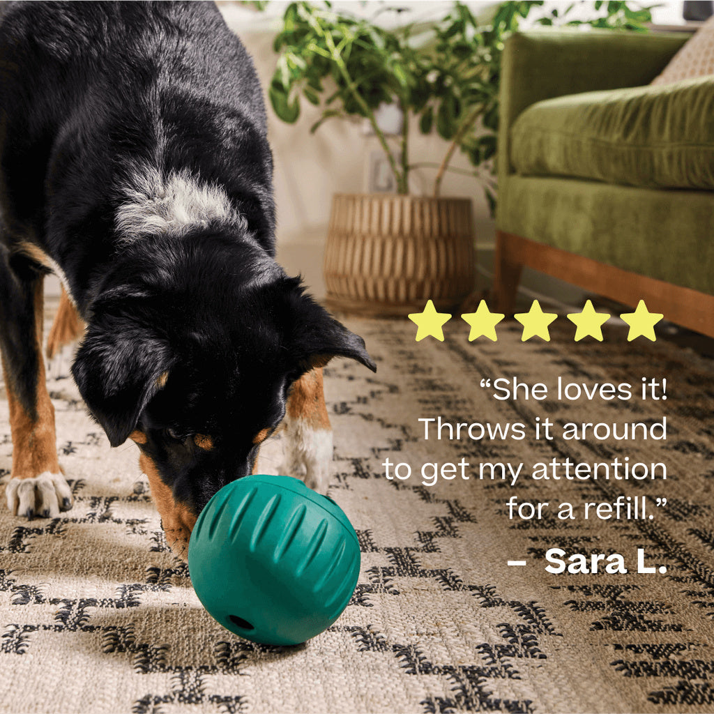 Black, white and tan dog nudging a green Woof Walkabout on a patterned rug, beside a five-star customer review graphic.