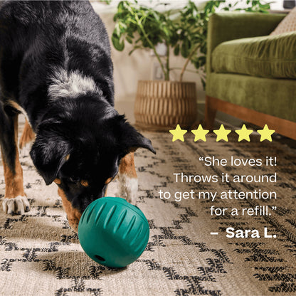 Black, white and tan dog nudging a green Woof Walkabout on a patterned rug, beside a five-star customer review graphic.