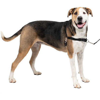 Dog wearing Easy Walk Harness